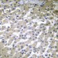 Anti-COX6C Antibody
